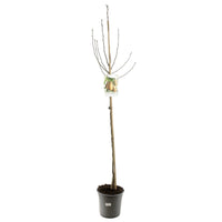 Pyrus comm. Triomphe de Vienne - Zoete peer halfstam