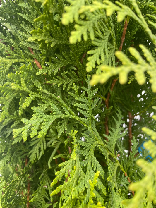 Dit is een dicht, groen heggenmuur van conifeer, perfect voor tuin- en privacyborduur. De natuurlijke, donkergroene bladeren vormen een levendige achtergrond voor tuinontwerp en privacy.