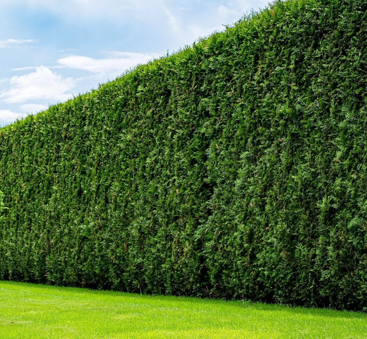 Dichtgeknipt groen heggenpaneel met fijn, donkergroen blad, perfect voor tuinomheining. Natuurlijke privacybarrière voor tuin- en buitenruimte.