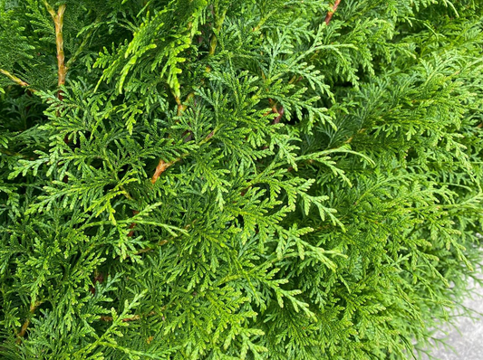 Dit is een close-up van levendig groene, fijngevlochten naalden van een tuinconifeer, met zichtbare bruine stammen. Perfect voor tuinontwerp en decoratieve planten in buitenruimtes.