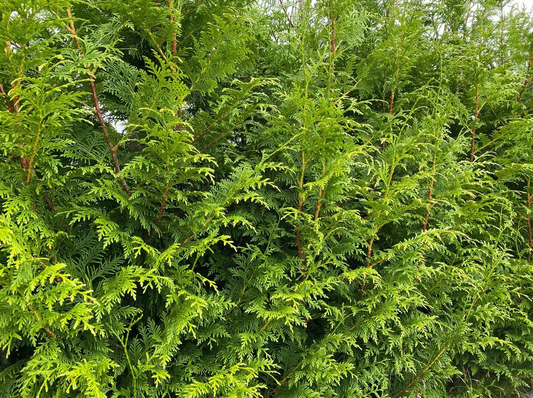 Dit is een close-up van een groene, dichte conifeer met fijn vertakte bladeren en bruine stammen. Perfect voor tuin- en landschapsontwerp, geschikt als decoratieve plant voor buitenruimtes.