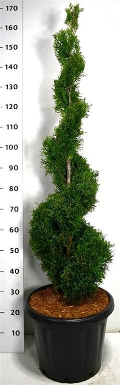 Thuja occidentalis 'Smaragd' - Westerse Levensboom - Conifeer in spiraalvorm