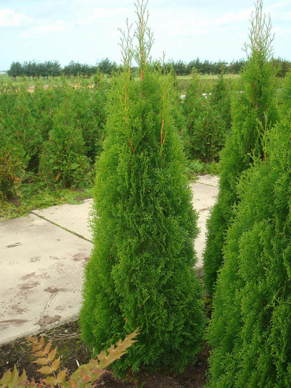 Thuja occidentalis 'Smaragd' - Westerse Levensboom - Conifeer