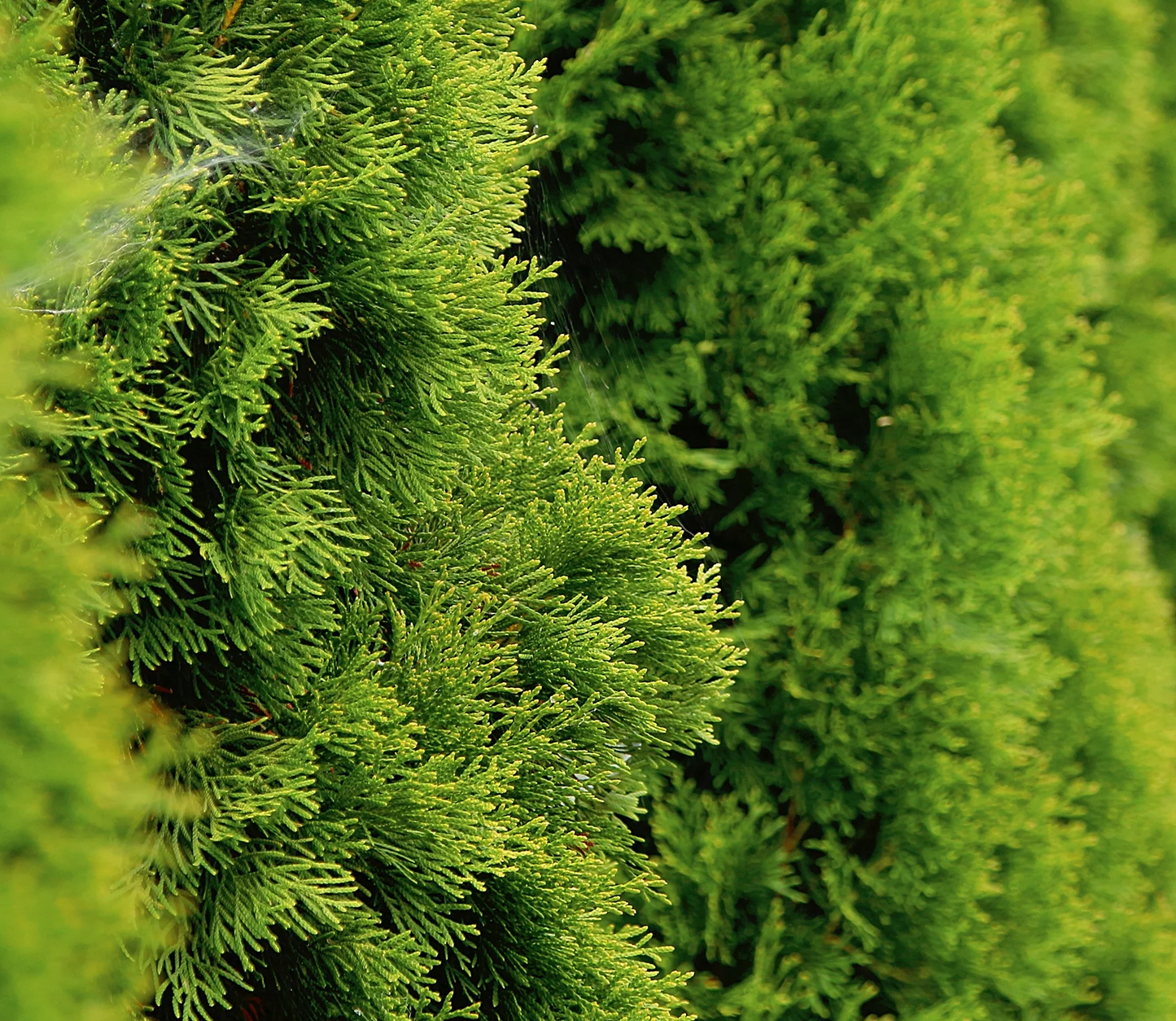 Thuja occidentalis 'Smaragd' - Westerse Levensboom - Conifeer in spiraalvorm