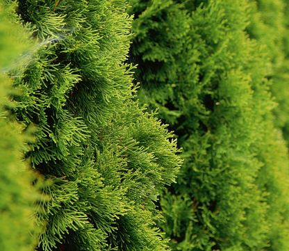 Thuja occidentalis 'Smaragd' - Westerse Levensboom - Conifeer in spiraalvorm