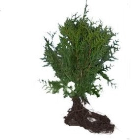 Thuja occidentalis 'Brabant' - Coniferenhaag blote wortel