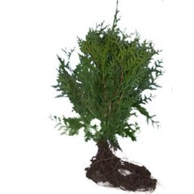 Thuja plicata 'Gelderland' - Coniferenhaag blote wortel