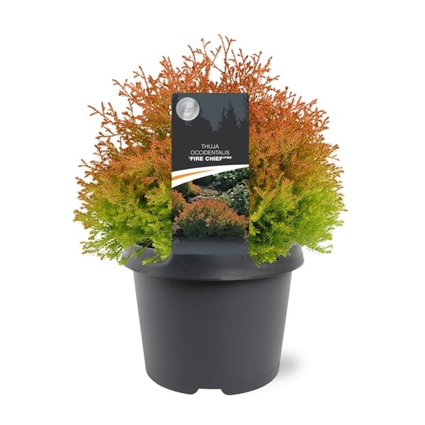 Thuja occidentalis 'Fire Chief' - Levensboom