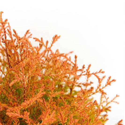Thuja occidentalis 'Fire Chief' - Levensboom