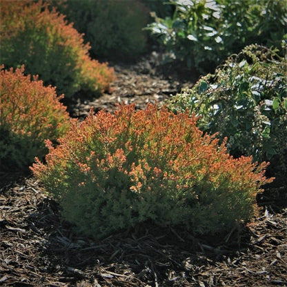 Thuja occidentalis 'Fire Chief' - Levensboom