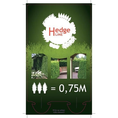 Thuja occidentalis 'King of Brabant' Pakket