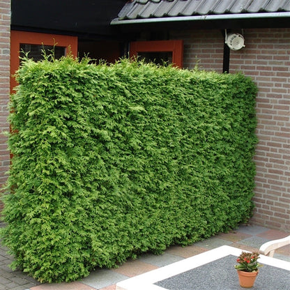 Thuja occidentalis 'King of Brabant' Pakket