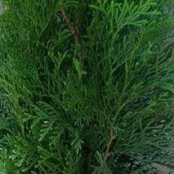 Thuja occidentalis 'Smaragd'- Coniferenhaag Voordeelpakket