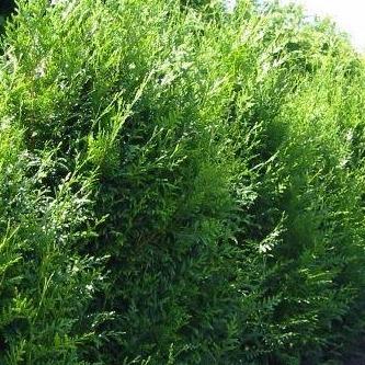 Thuja plicata 'Atrovirens' Coniferenhaag Voordeelpakket