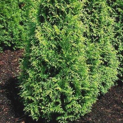Thuja plicata 'Gelderland'