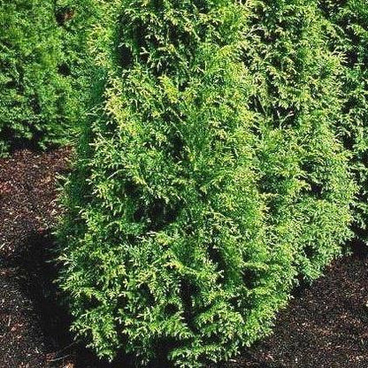 Thuja plicata 'Gelderland'