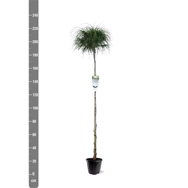 Thuja plicata 'Whipcord' op stam - Conifeer op stam