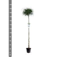 Thuja plicata 'Whipcord' op stam - Conifeer op stam