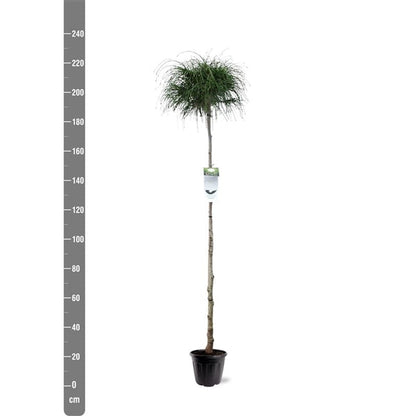 Thuja plicata 'Whipcord' op stam - Conifeer op stam