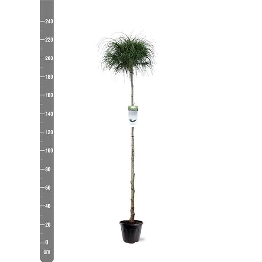 Thuja plicata 'Whipcord' op stam - Conifeer op stam