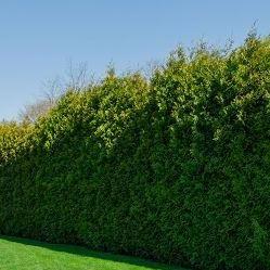 Thuja plicata 'Excelsa' - Coniferenhaag Voordeelpakket
