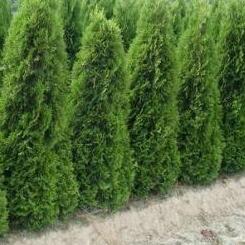 Thuja plicata 'Excelsa' - Coniferenhaag Voordeelpakket