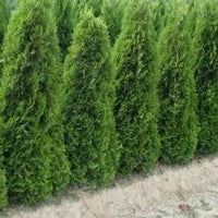 Thuja plicata 'Excelsa' - Coniferenhaag