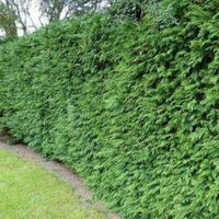 Thuja plicata 'Gelderland'