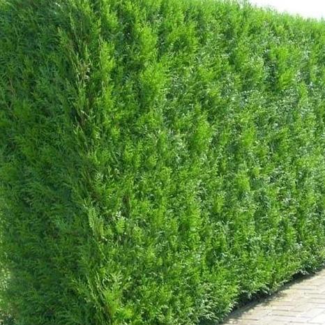 Thuja plicata 'Martin' haag pakket per meter