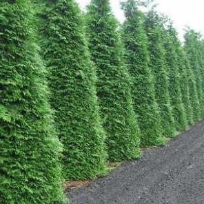 Thuja plicata 'Martin' haag pakket per meter
