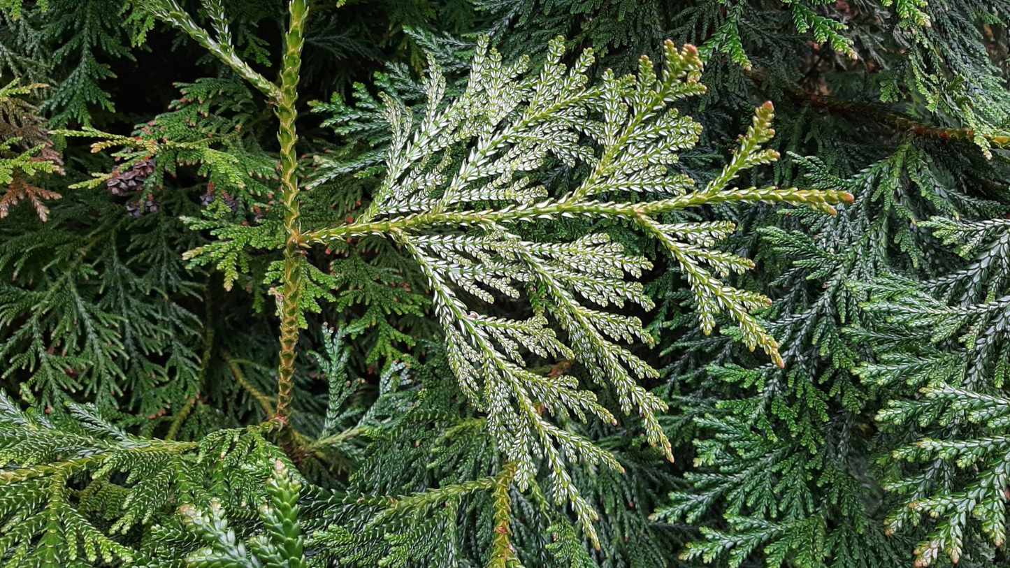 Thujopsis dolabrata - Hibacypres