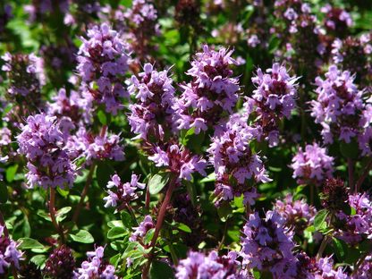 Thymus citriodorus - Citroentijm