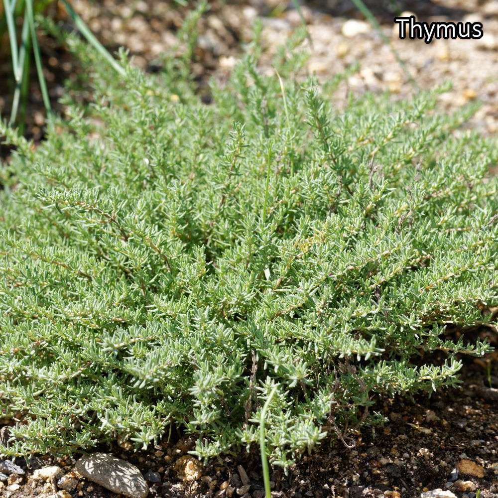 Borderpakket 'Kruidentuin' - 3m² - 30 planten