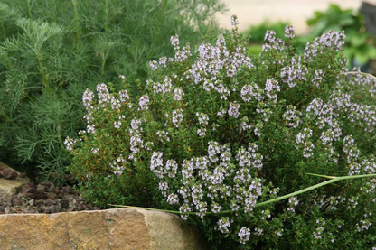 Thymus vulgaris 'Compactus' - Compacte tijm
