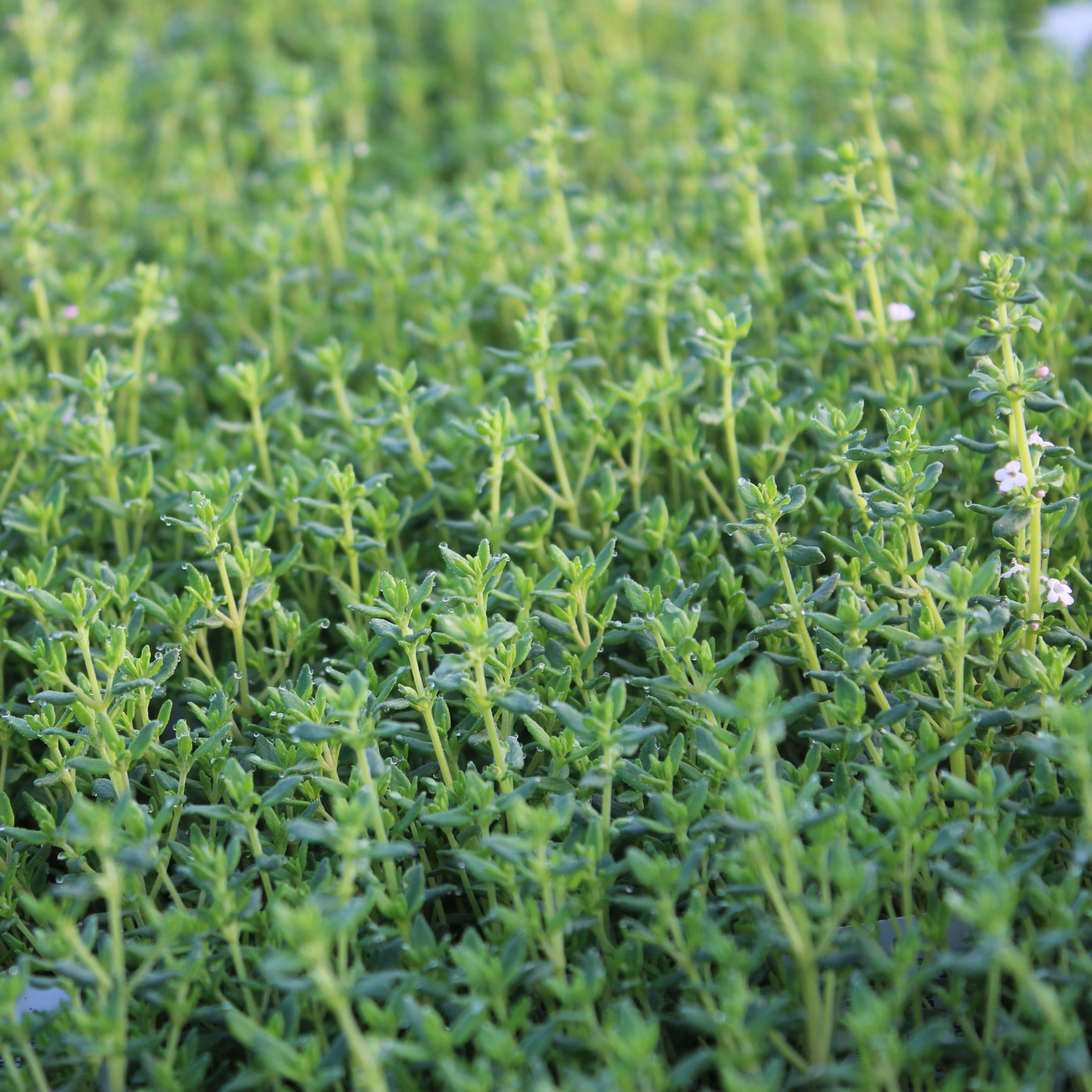Thymus vulgaris 'Compactus' - Compacte tijm