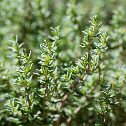 Thymus vulgaris 'Faustini' - Keukentijm