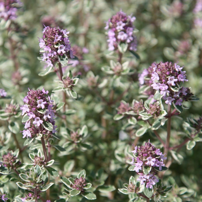 Thymus vulgaris ‘Silver Posie’ - Bonte tijm