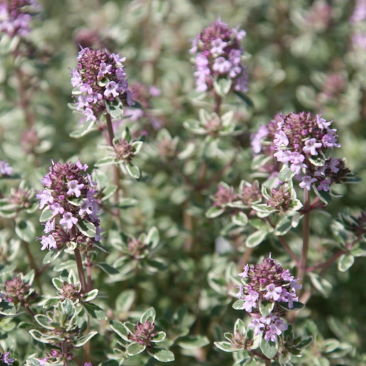Thymus vulgaris ‘Silver Posie’ - Bonte tijm