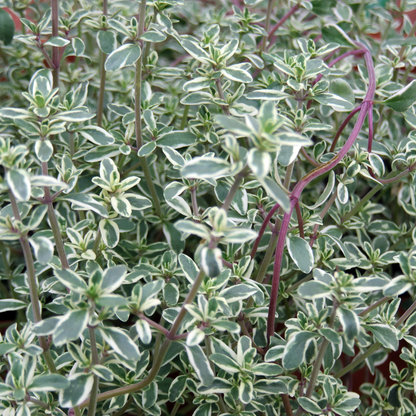 Thymus vulgaris ‘Silver Posie’ - Bonte tijm