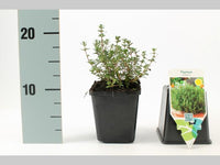 Thymus vulgaris