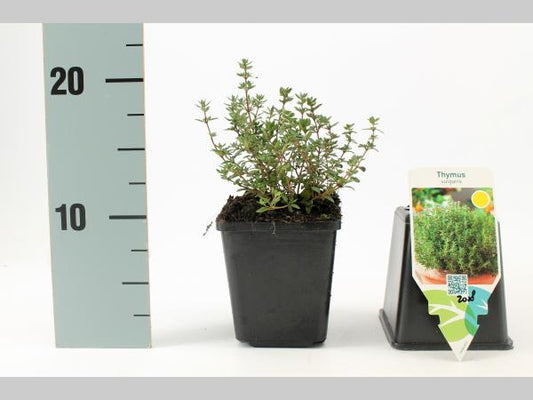 Thymus vulgaris