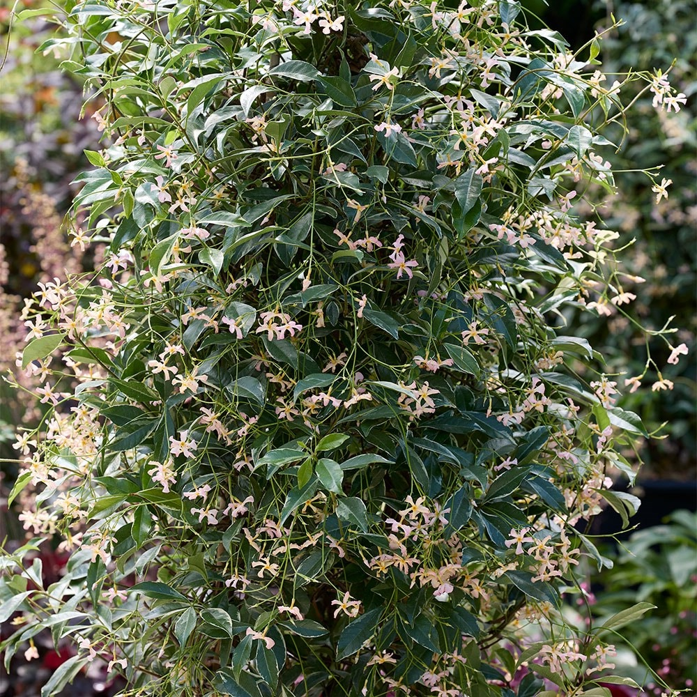 Trachelospermum asiaticum 'Star of Milano' - Roze Sterjasmijn - Pakket van 10