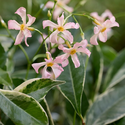 Trachelospermum asiaticum 'Star of Milano' - Roze Sterjasmijn - Pakket van 10