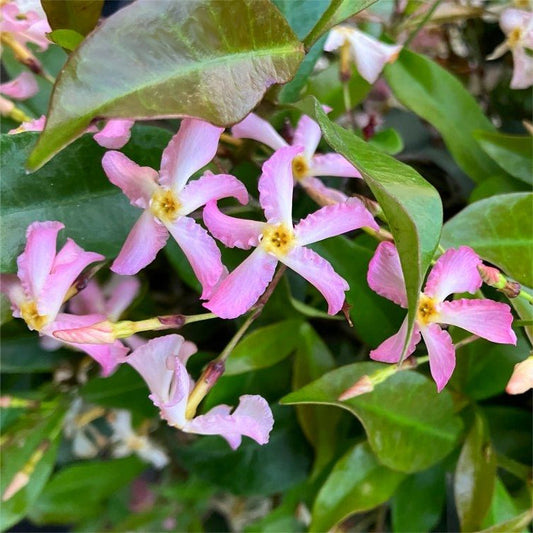 Trachelospermum jasminoides 'Pink Showers' - Sterjasmijn