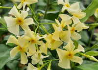 Trachelospermum jasminoides 'Star of Toscane' - Sterjasmijn - Pakket van 10