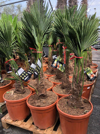 Trachycarpus fortunei - Chinese waaierpalm 80-100cm
