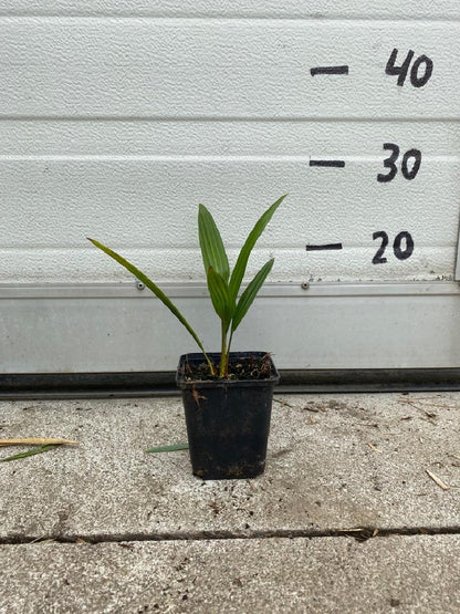 Trachycarpus fortunei - Chinese Henneppalm
