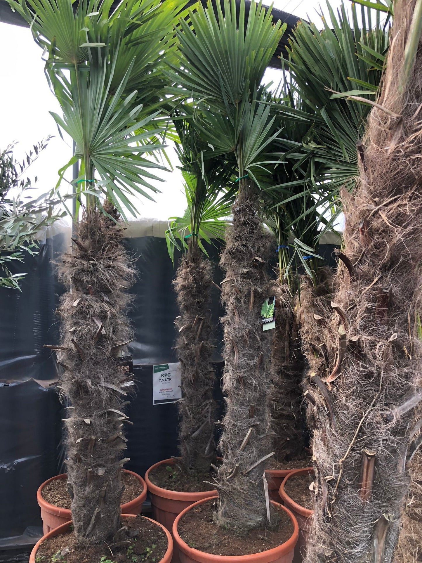 Trachycarpus Fortunei - Chinese Waaierpalm 160-180cm