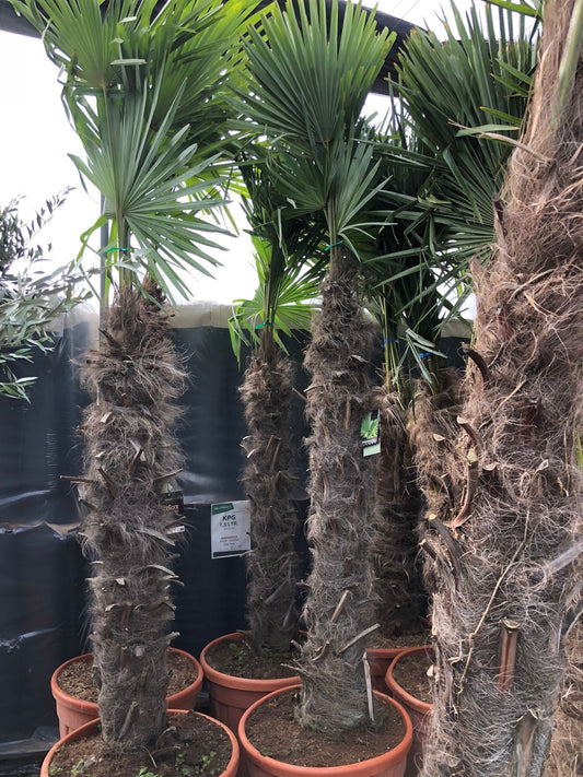 Trachycarpus Fortunei - Chinese Waaierpalm 160-180cm