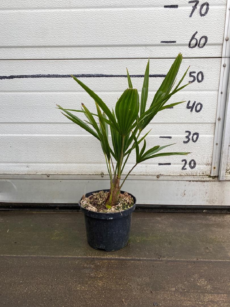 Trachycarpus fortunei - Chinese Henneppalm